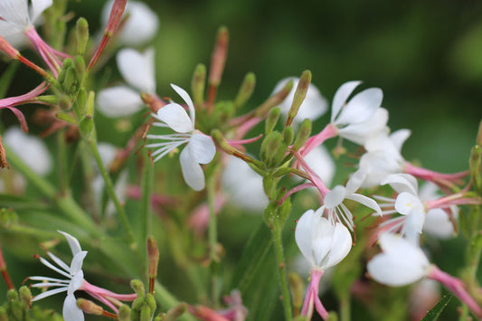 Biennial Gaura / BeeBlossom - Oenothera gaura
