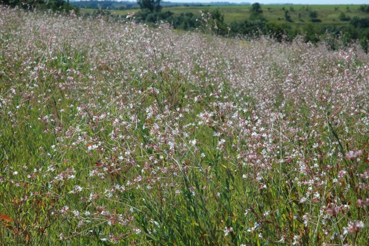Biennial Gaura / BeeBlossom - Oenothera gaura