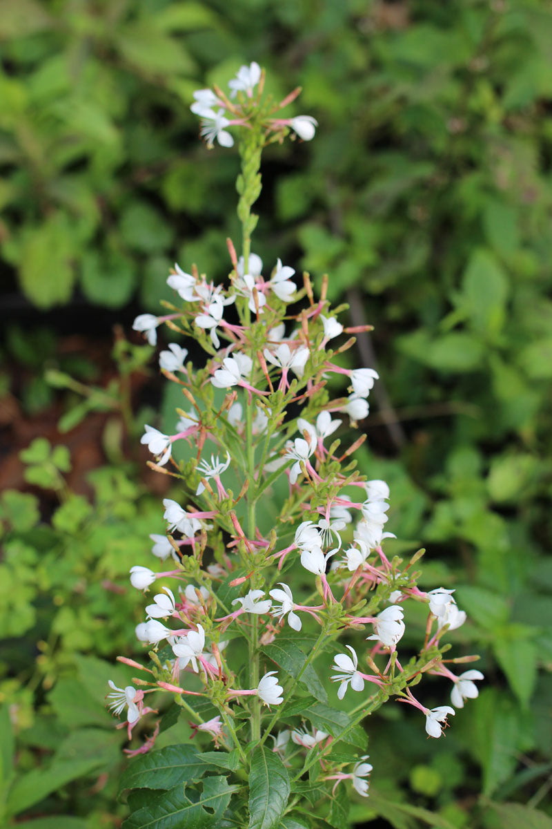 Biennial Gaura / BeeBlossom - Oenothera gaura