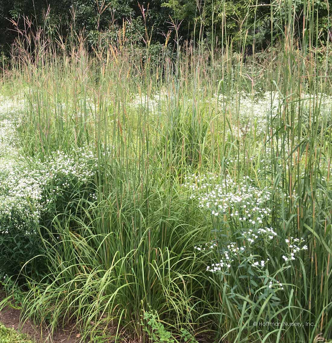 Big Bluestem Grass - Andropogon gerardii