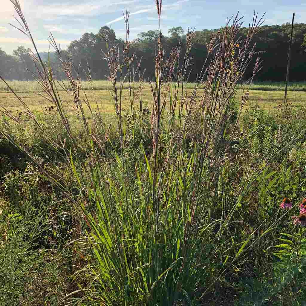 Big Bluestem Grass - Andropogon gerardii