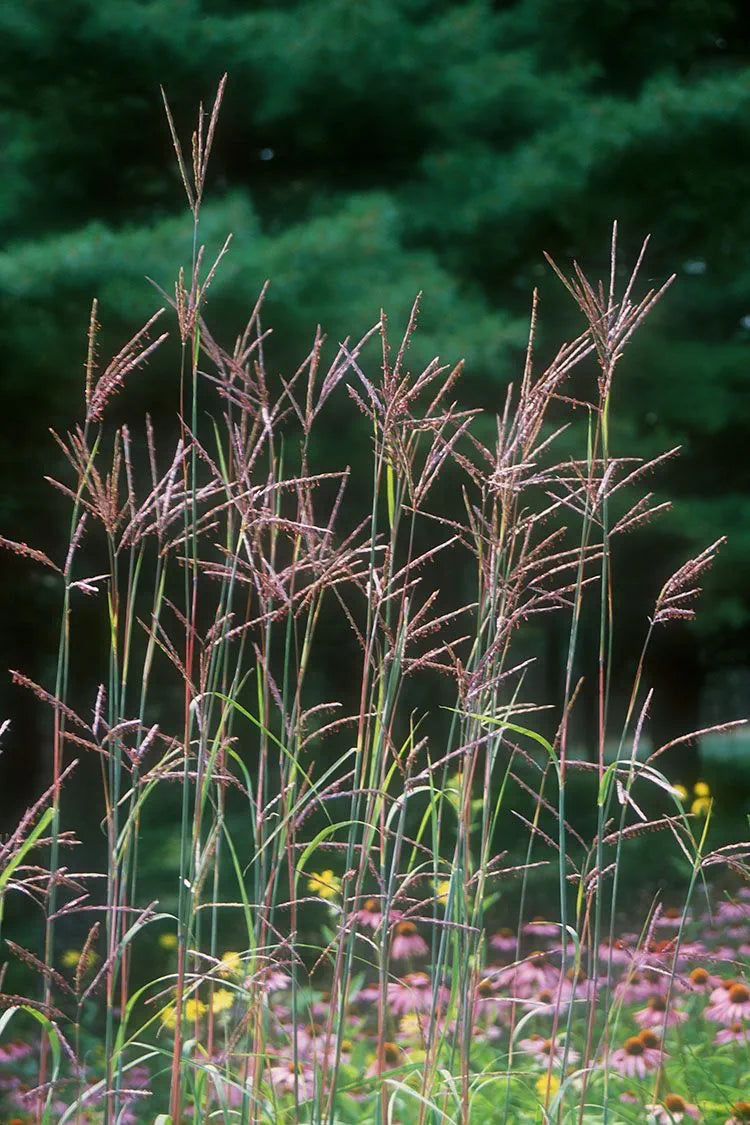 Big Bluestem Grass - Andropogon gerardii