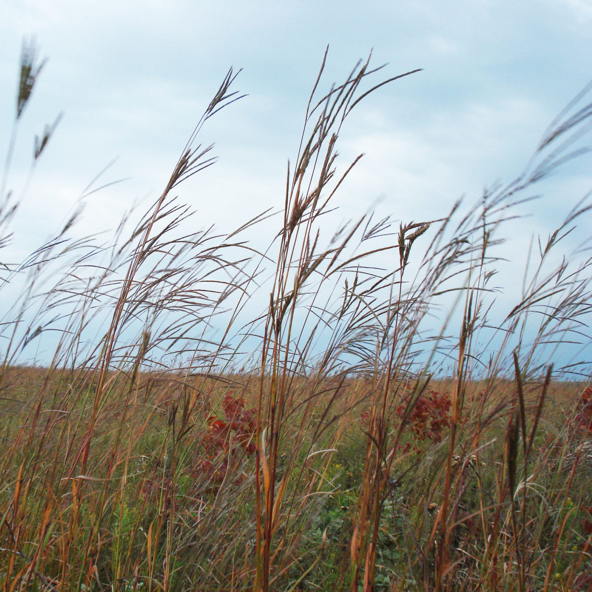 Big Bluestem Grass - Andropogon gerardii
