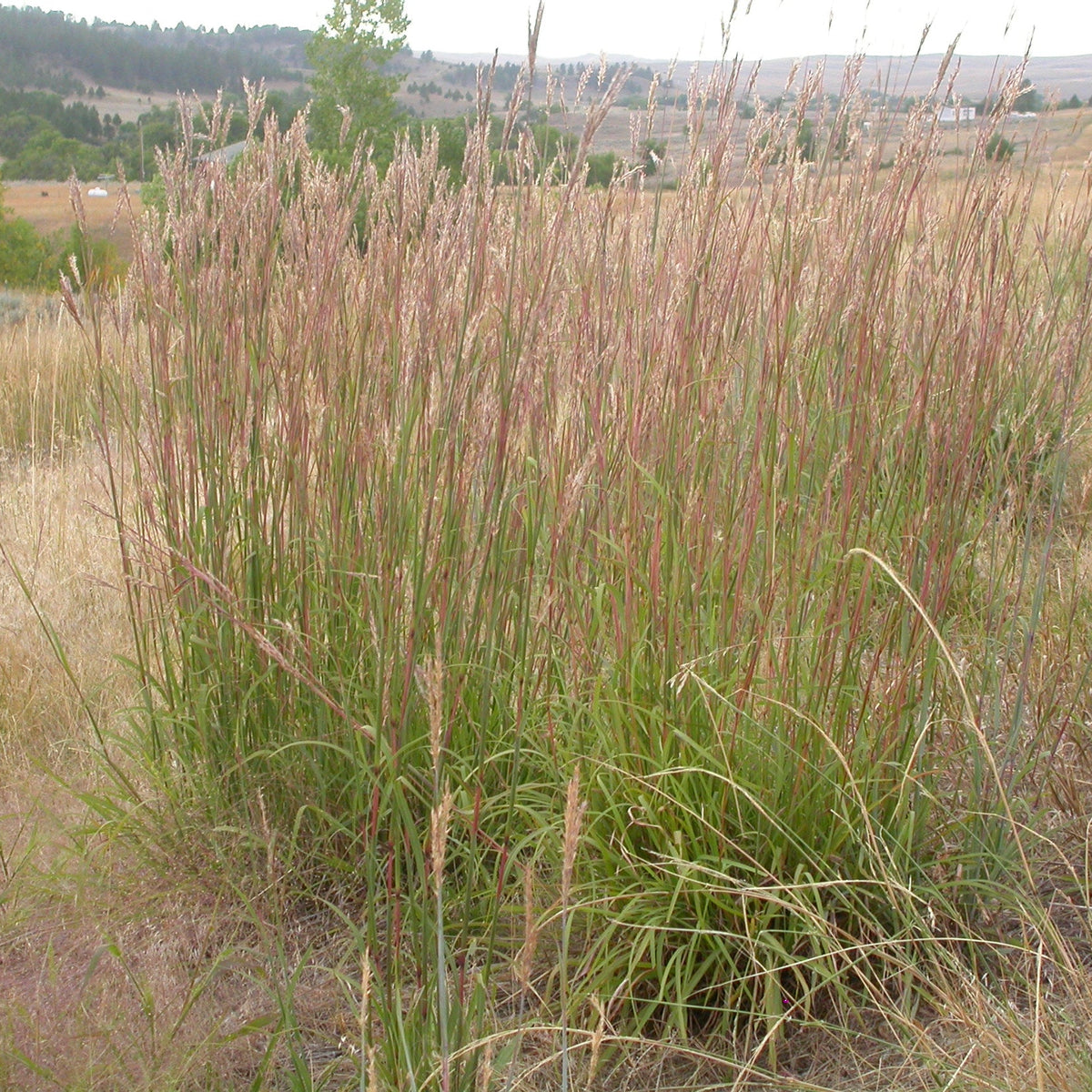 Big Bluestem Grass - Andropogon gerardii