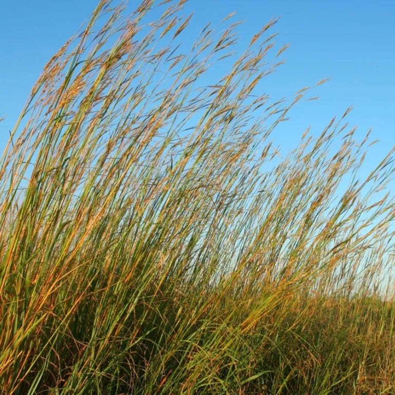 Big Bluestem Grass - Andropogon gerardii