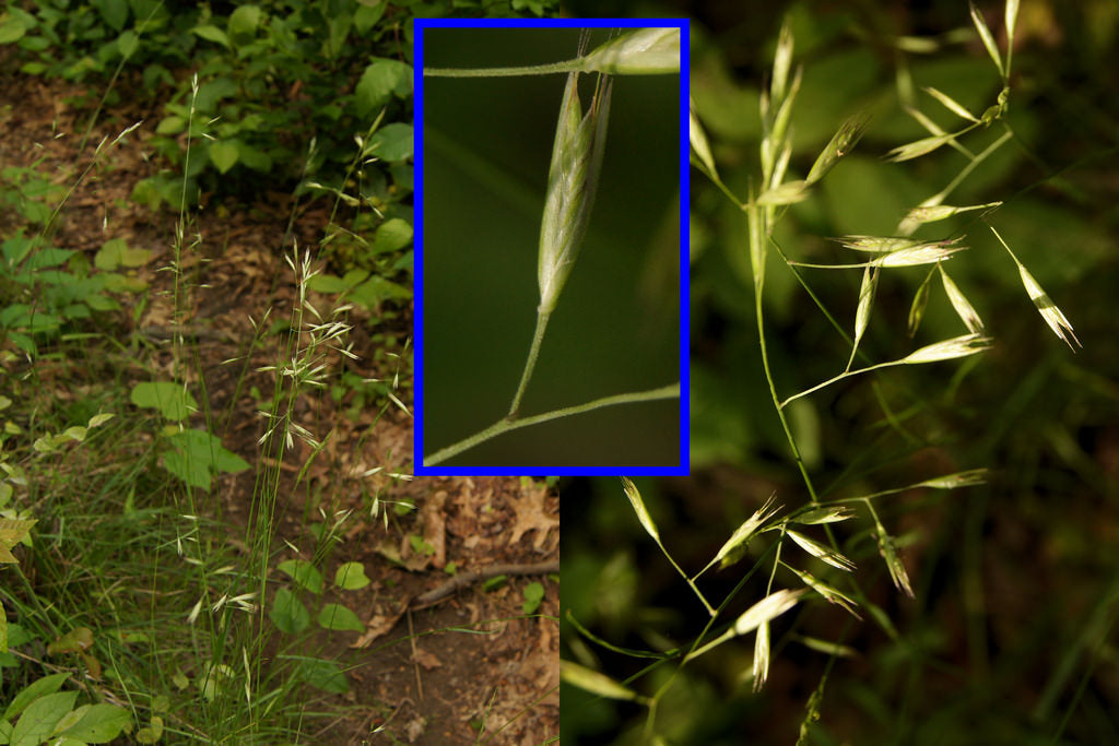 Poverty Oat Grass - Danthonia spicata