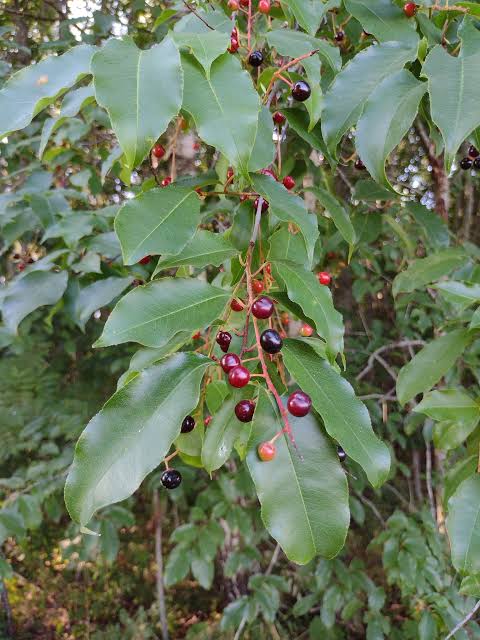 Black Cherry Tree - Prunus serotina