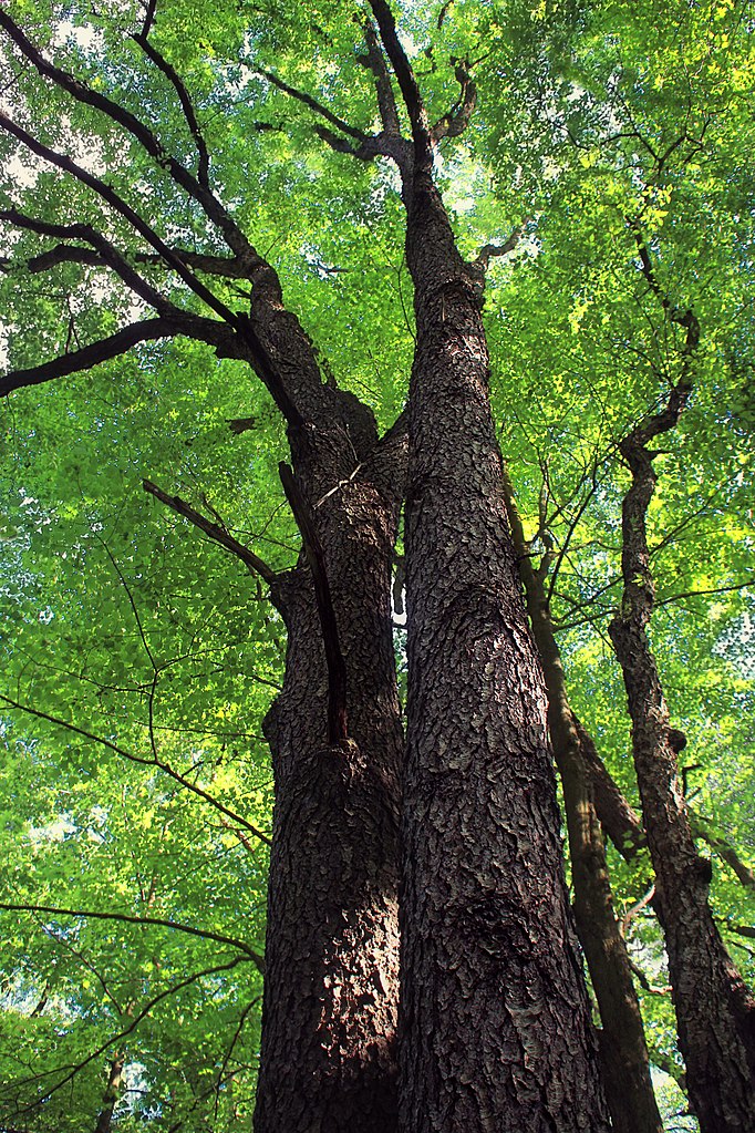 Black Cherry Tree - Prunus serotina