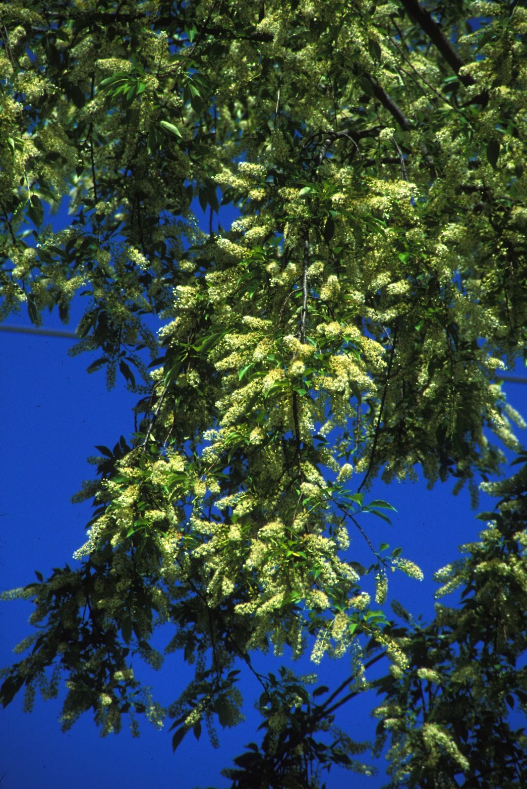 Black Cherry Tree - Prunus serotina