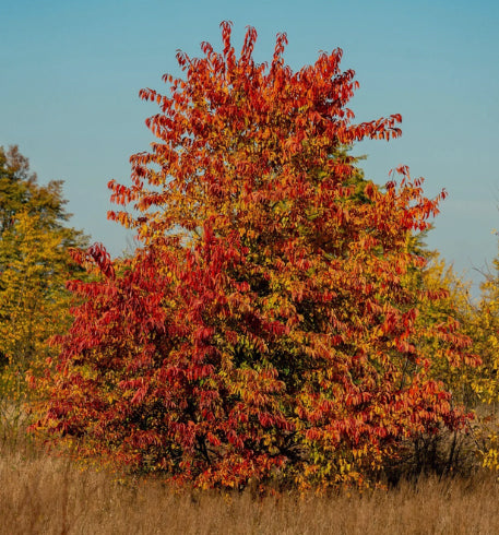 Black Cherry Tree - Prunus serotina