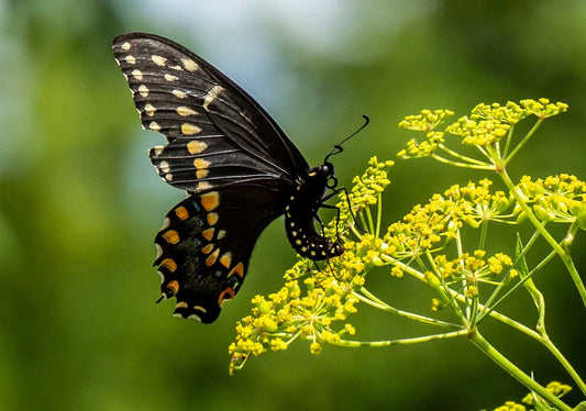 Golden Alexander - Zizia aurea