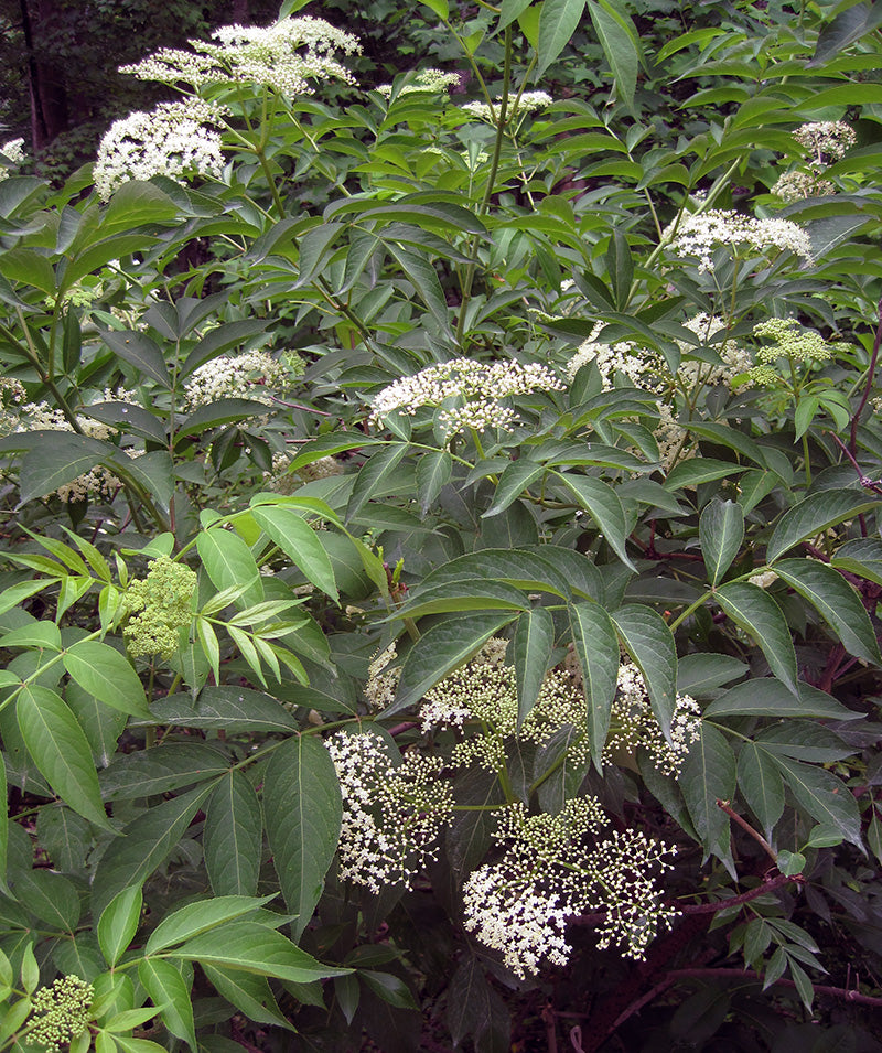 Elderberry - Sambucus canadensis