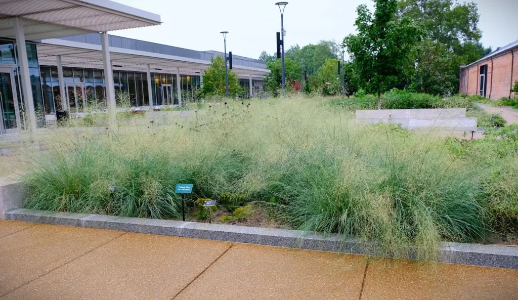 Blue Eros’ Love Grass - Eragrostis elliottii 'Blue Eros'