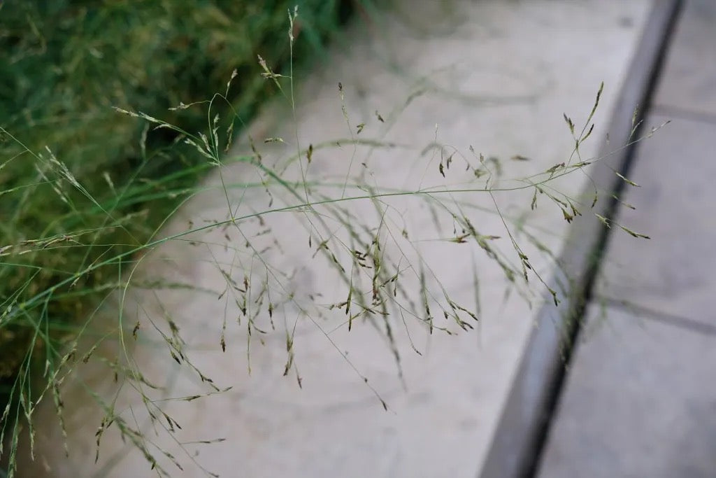Blue Eros’ Love Grass - Eragrostis elliottii 'Blue Eros'