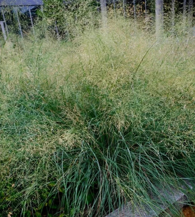 Blue Eros’ Love Grass - Eragrostis elliottii 'Blue Eros'
