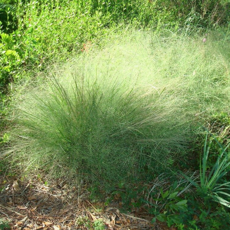 Blue Eros’ Love Grass - Eragrostis elliottii 'Blue Eros'