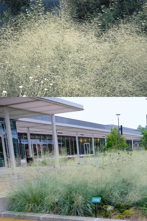 Blue Eros’ Love Grass - Eragrostis elliottii 'Blue Eros'