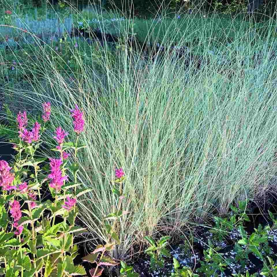 Blue Eros’ Love Grass - Eragrostis elliottii 'Blue Eros'