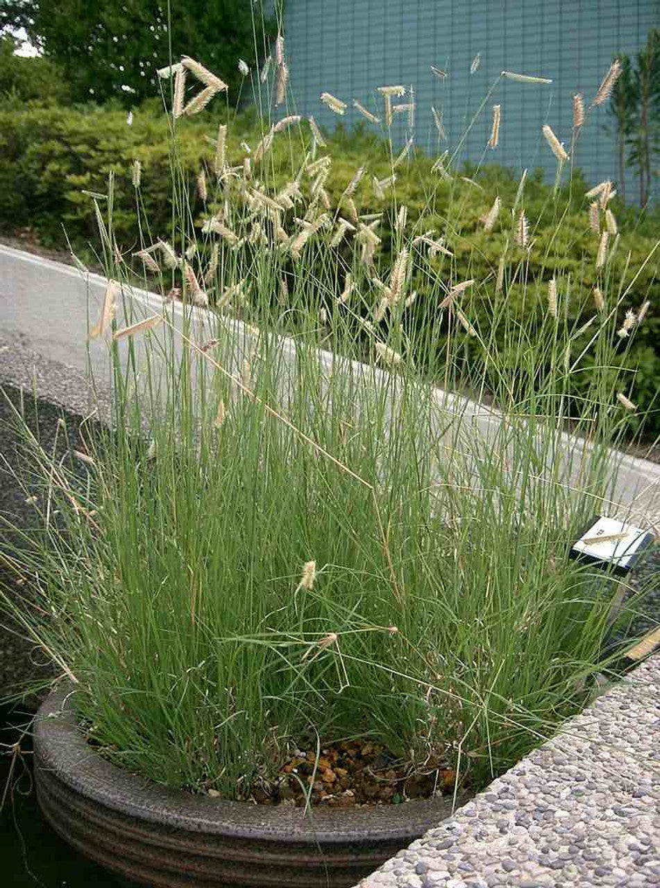 Blue Grama Grass - Bouteloua gracilis