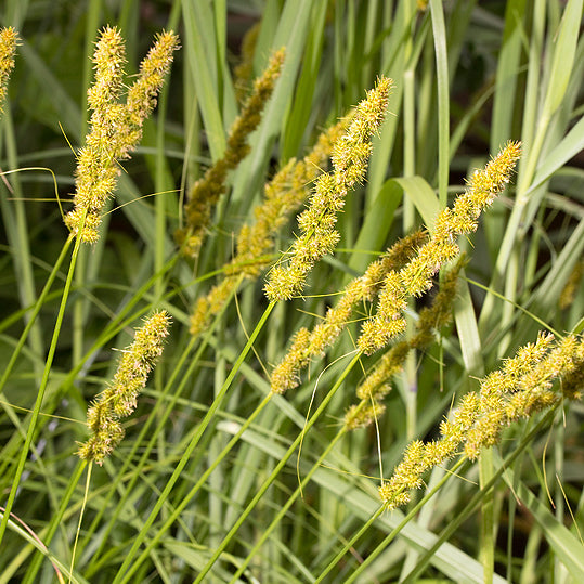 Brown Fox Sedge - Carex vulpinoidea