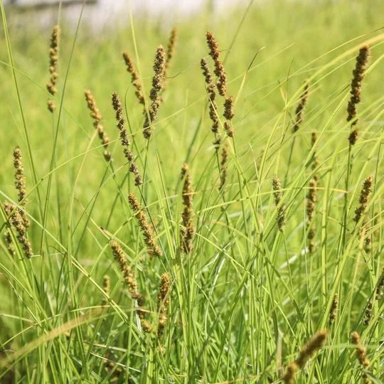 Brown Fox Sedge - Carex vulpinoidea