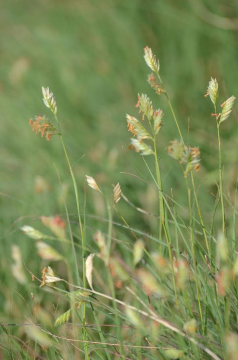 Buffalo Grass - Bouteloua dactyloides