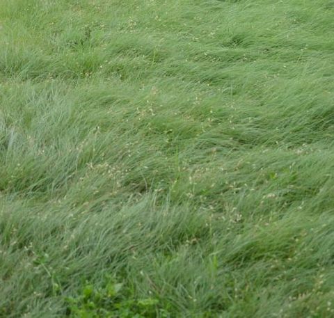 Buffalo Grass - Bouteloua dactyloides