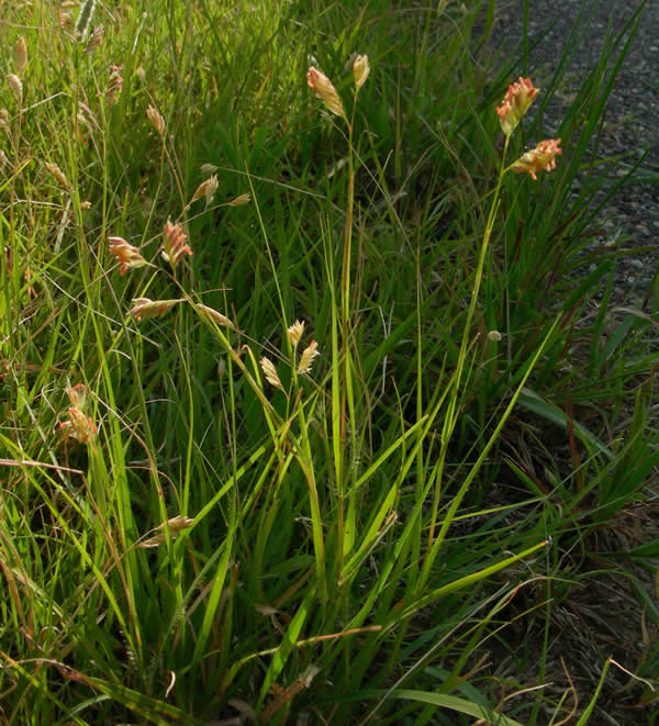 Buffalo Grass - Bouteloua dactyloides