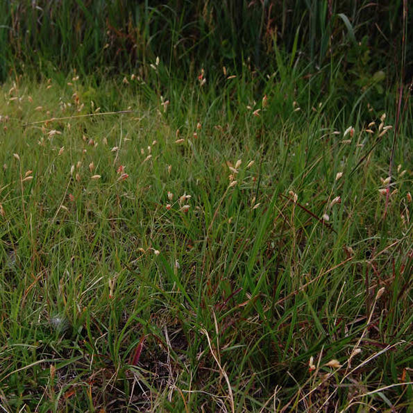 Buffalo Grass - Bouteloua dactyloides