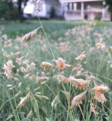 Buffalo Grass - Bouteloua dactyloides