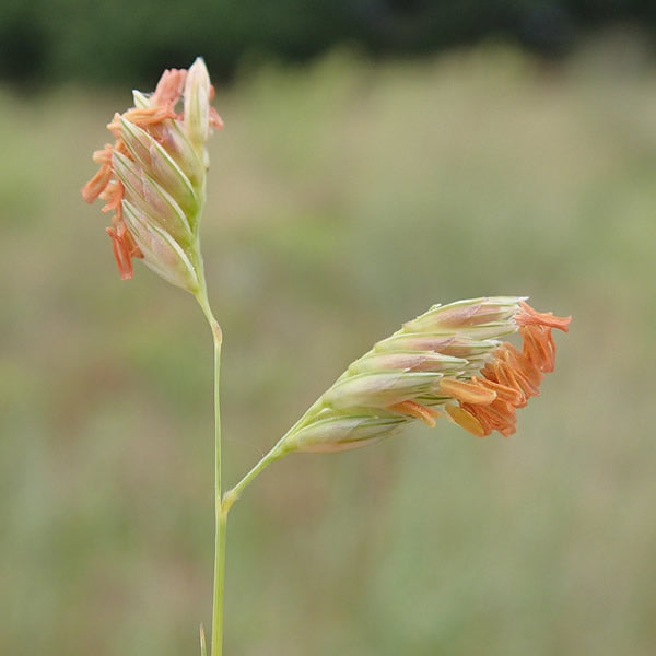 Buffalo Grass - Bouteloua dactyloides