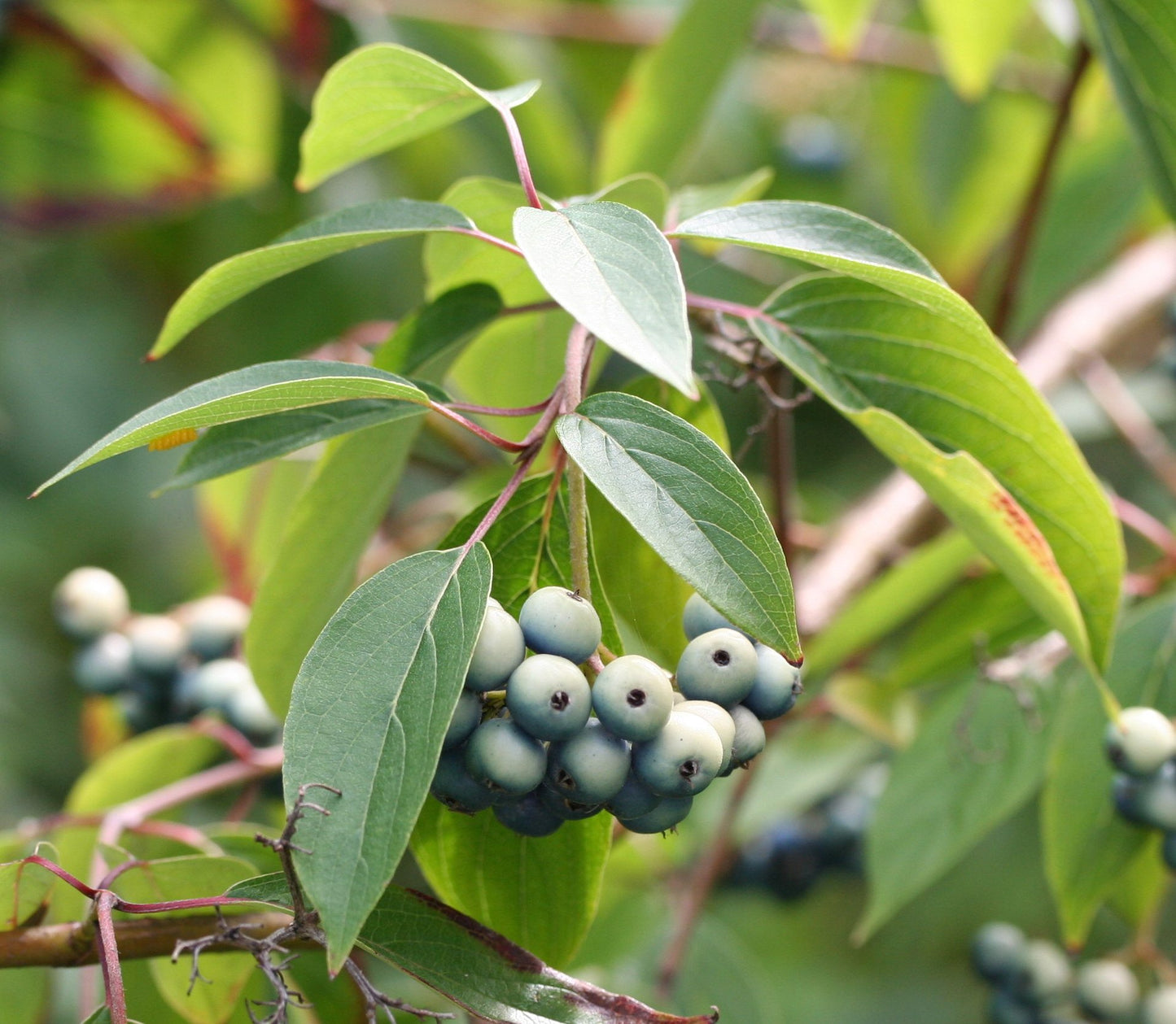 Grey Dogwood - Cornus racemosa