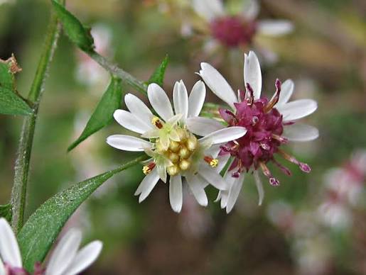 Calico Aster - Symphyotrichum lateriflorum
