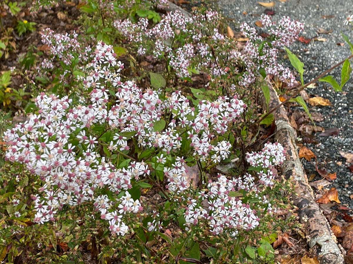 Calico Aster - Symphyotrichum lateriflorum