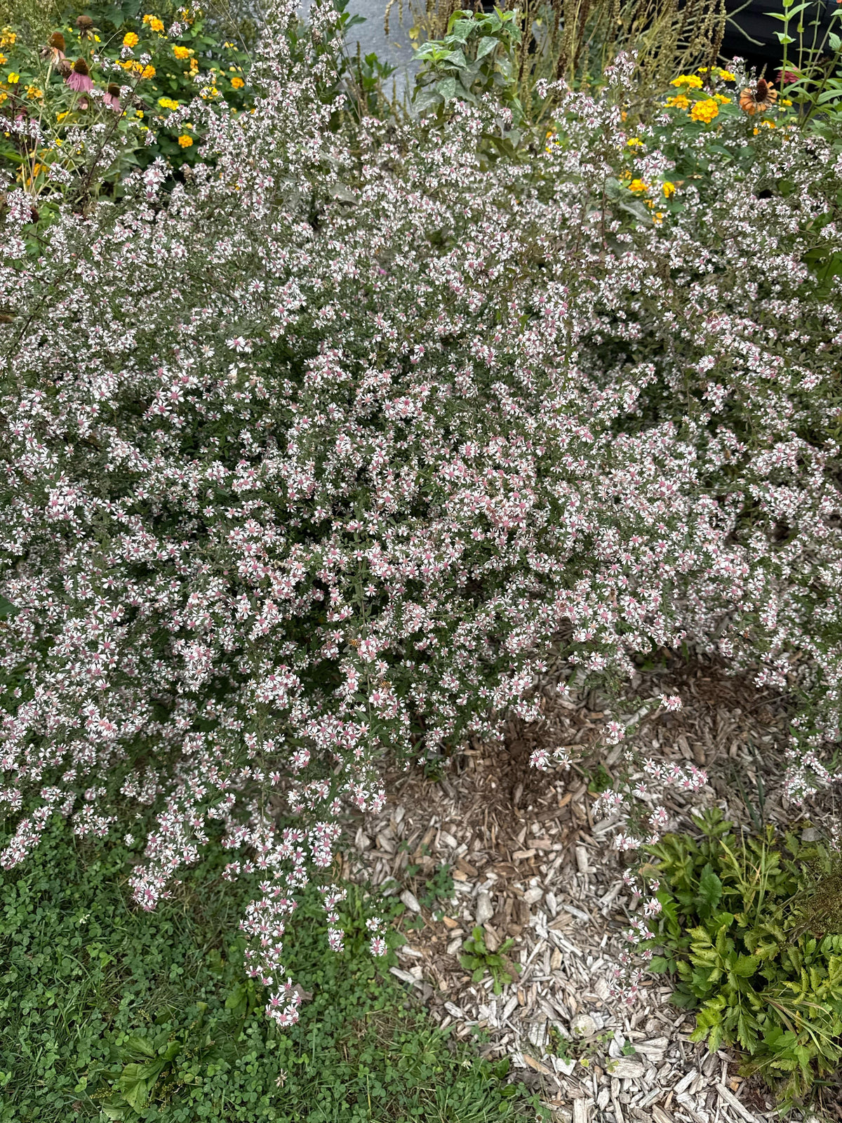 Calico Aster - Symphyotrichum lateriflorum