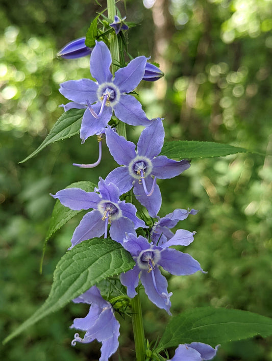 American Bellflower - Campanula americana
