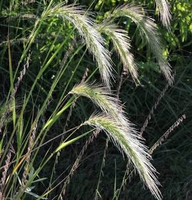 Canada Wild Rye Grass - Elymus canadensis
