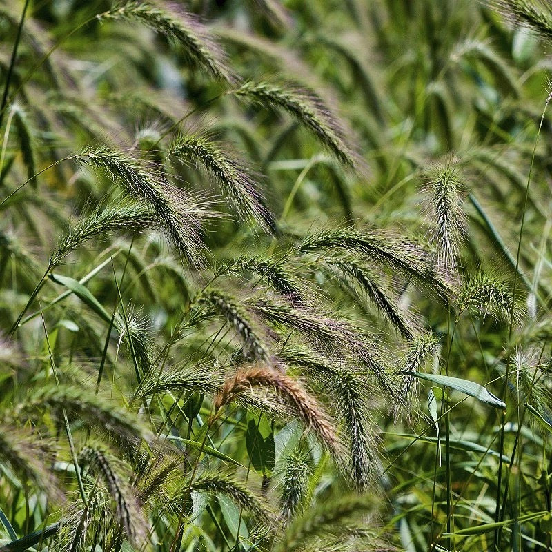Canada Wild Rye Grass - Elymus canadensis