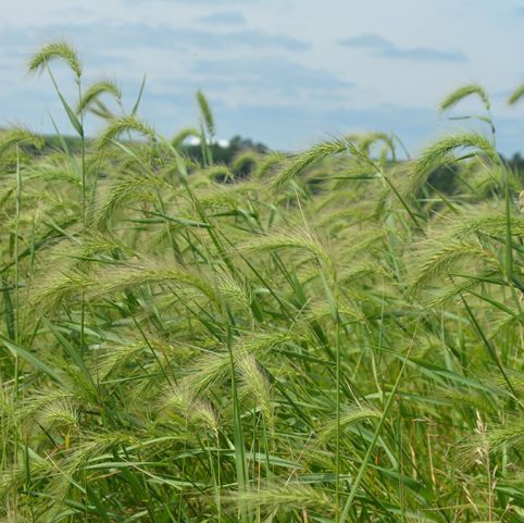 Canada Wild Rye Grass - Elymus canadensis