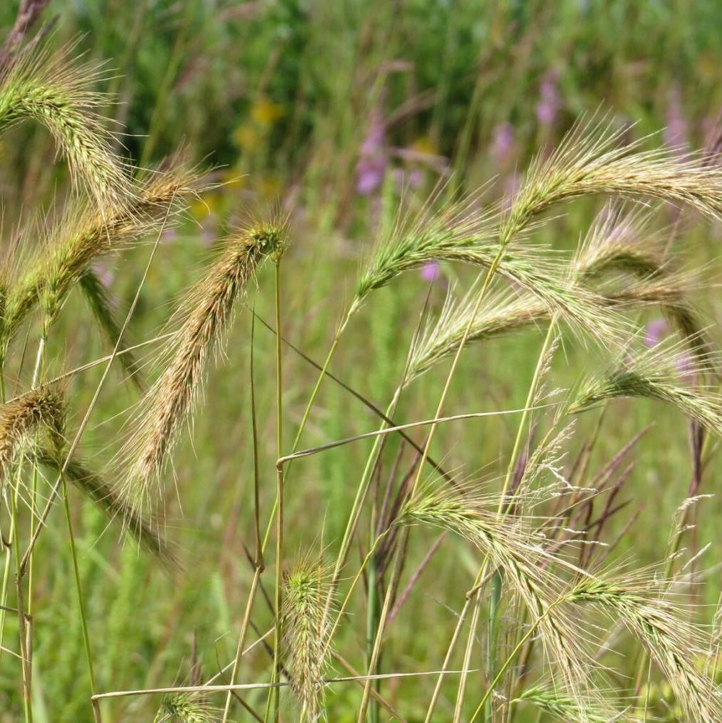 Canada Wild Rye Grass - Elymus canadensis