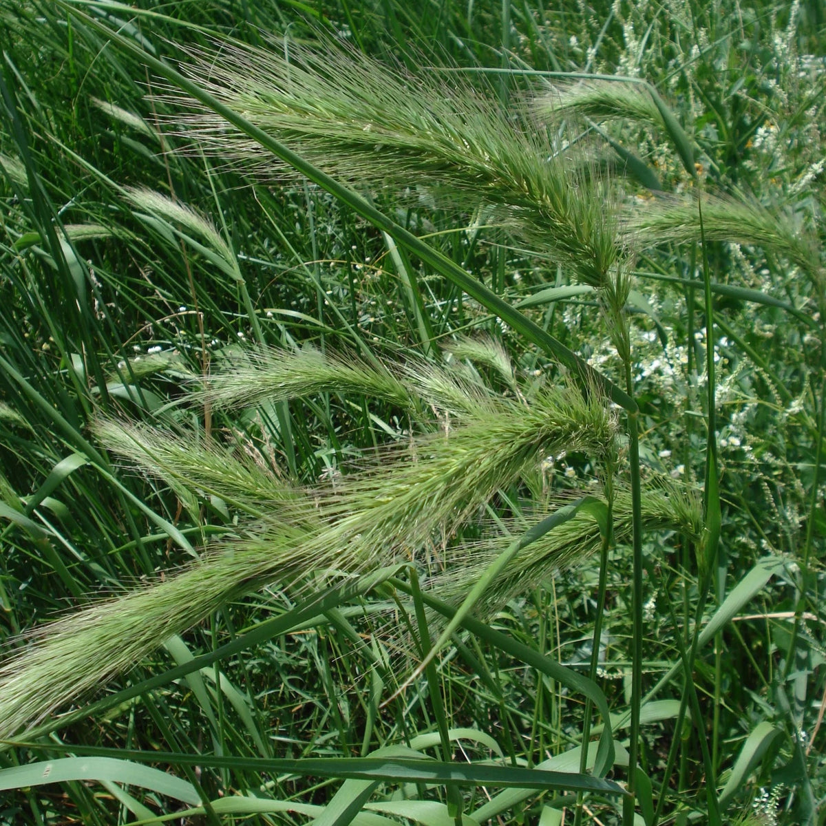 Canada Wild Rye Grass - Elymus canadensis
