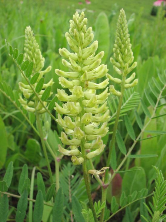Canada Milk Vetch - Astragalus canadensis