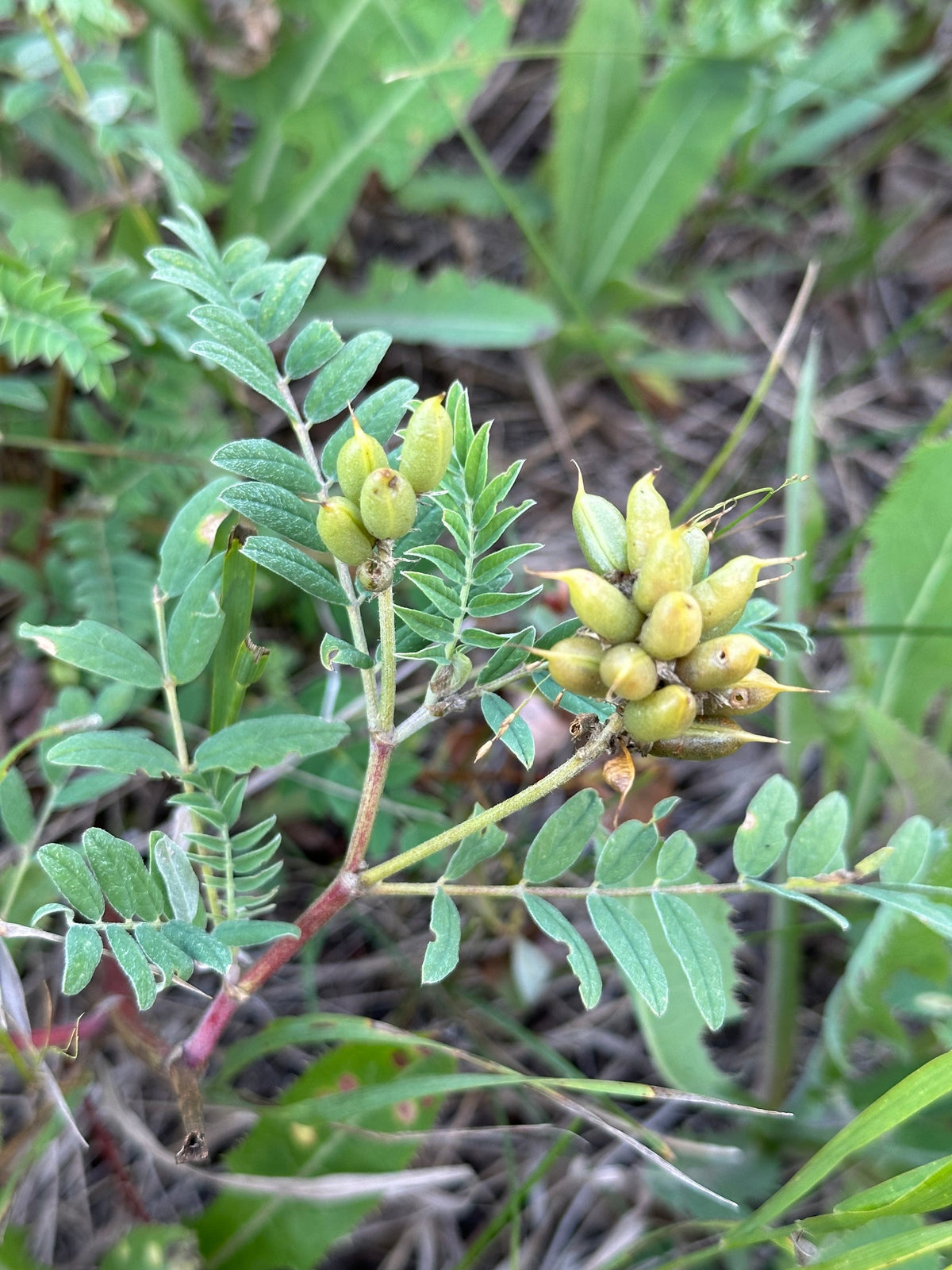 Canada Milk Vetch - Astragalus canadensis