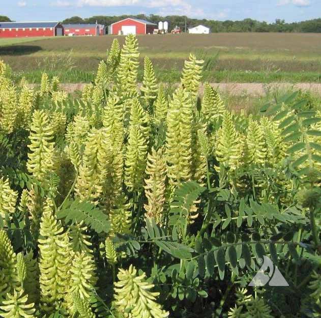 Canada Milk Vetch - Astragalus canadensis