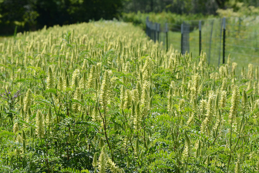 Canada Milk Vetch - Astragalus canadensis