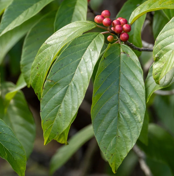 Carolina Buckthorn - Frangula caroliniana