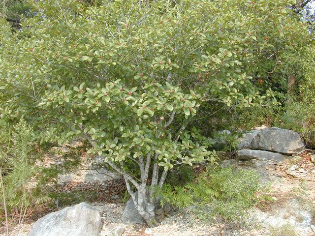 Carolina Buckthorn - Frangula caroliniana