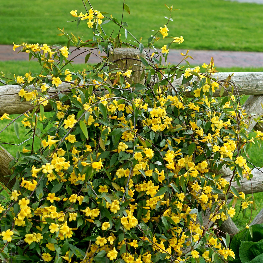 Carolina Jessamine - Gelsemium sempervirens