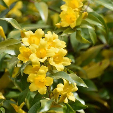Carolina Jessamine - Gelsemium sempervirens