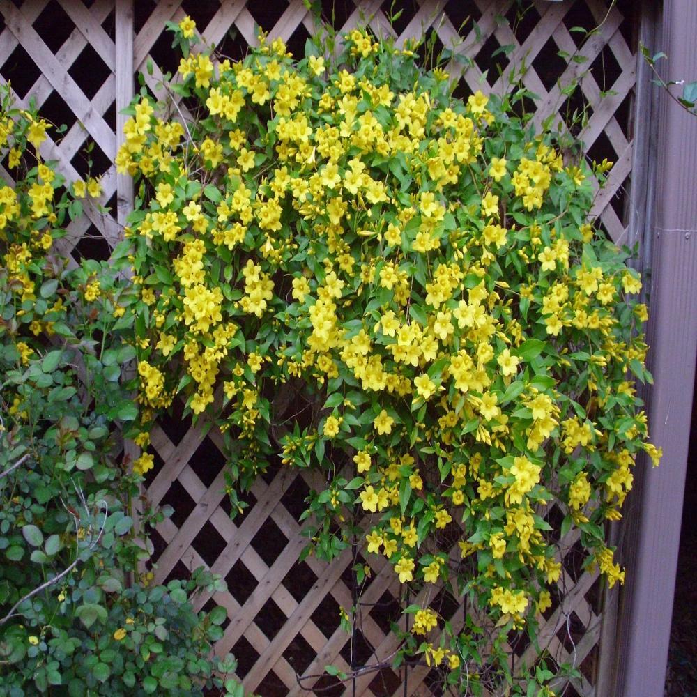 Carolina Jessamine - Gelsemium sempervirens